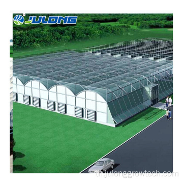 Multi Span Green House สำหรับสตรอเบอร์รี่